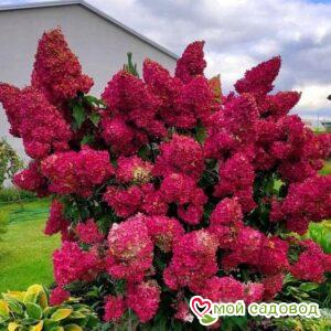 Гортензия Самарская Лидия ЗКС