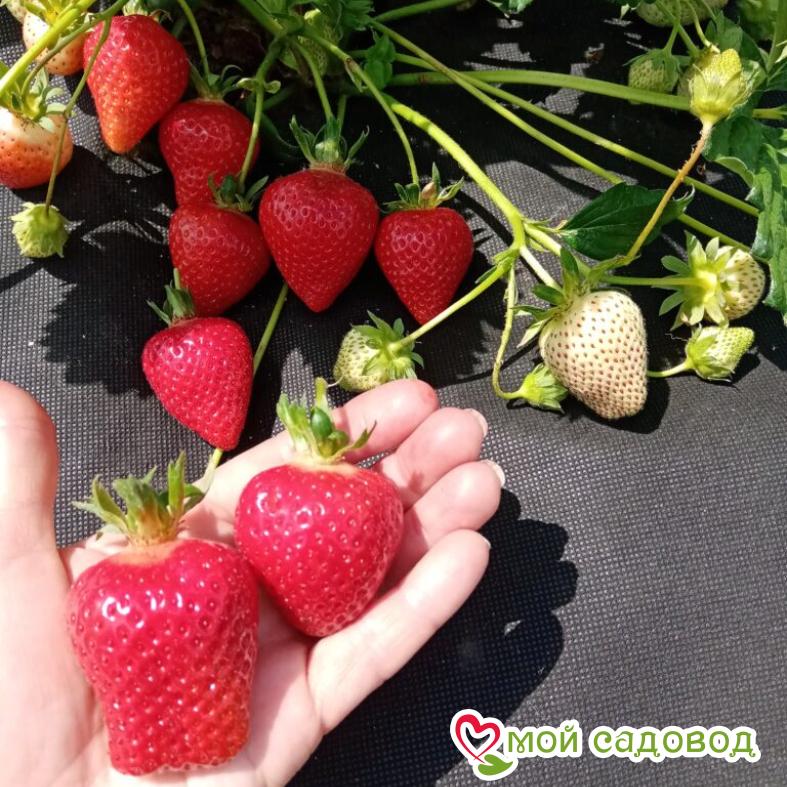 КЛУБНИКА Ремонтантная МУРАНО